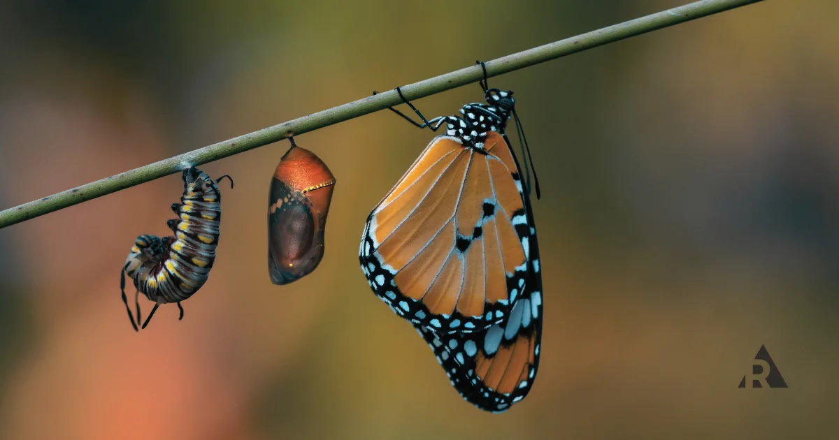 Butterfly transformation