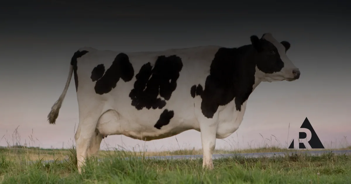 Scrum Cow